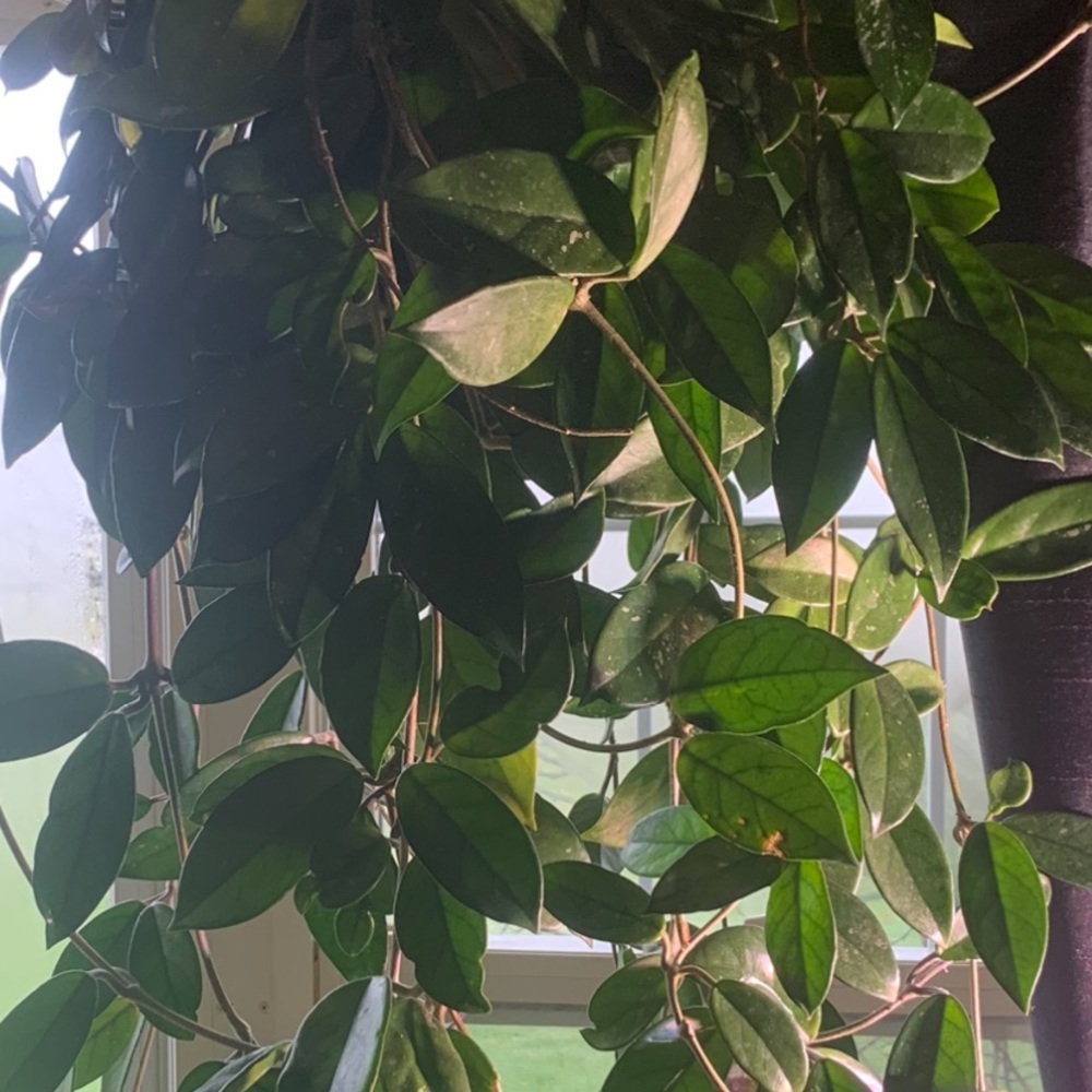 Hoya Heirloom Carnosa Cutting